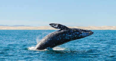 Todavía puedes admirar a la Ballena Gris en Baja California