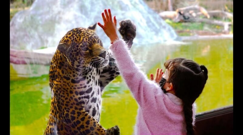 Reino Animal alcanza la más alta distinción en responsabilidad ambiental.