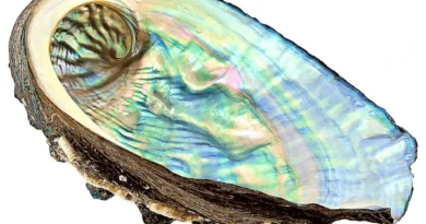 Conoce los beneficios de la concha nácar para la piel.