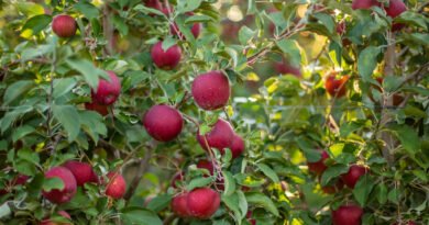 Impulsan la llegada de Manzanas Cosmic Crisp® a México.