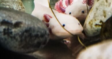 Museo del Axolote celebra el Día Nacional del Axolote con cultura, ciencia y experiencias para toda la familia.