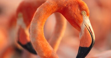 «Flamingos» vuela alto y logra el mejor debut documental post pandemia.