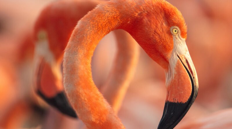 «Flamingos» vuela alto y logra el mejor debut documental post pandemia. «Flamingos» vuela alto y logra el mejor debut documental post pandemia.