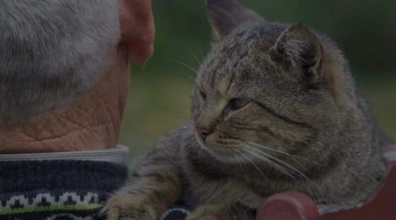 ¿Porque debería haber gatos en los geriátricos?
