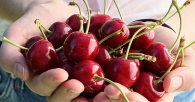 ¡Llegaron las cerezas de verano! Mayor volumen, mejor calidad y sabor excepcional.