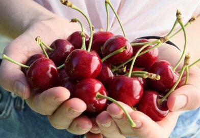 ¡Llegaron las cerezas de verano! Mayor volumen, mejor calidad y sabor excepcional.