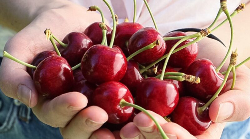 ¡Llegaron las cerezas de verano! Mayor volumen, mejor calidad y sabor excepcional.