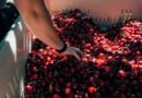 Frescas y funcionales: ¿por qué son únicas las cerezas?