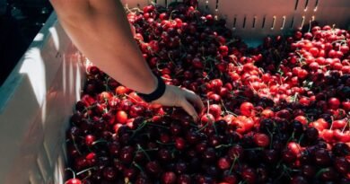 Frescas y funcionales: ¿por qué son únicas las cerezas?