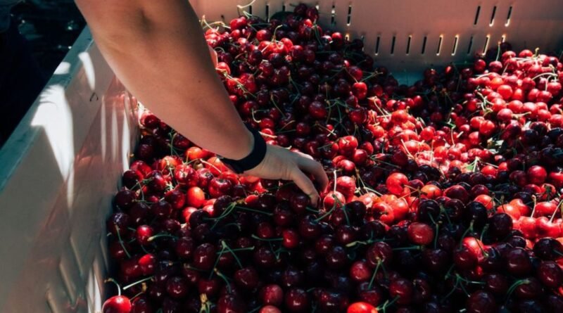 Frescas y funcionales: ¿por qué son únicas las cerezas?