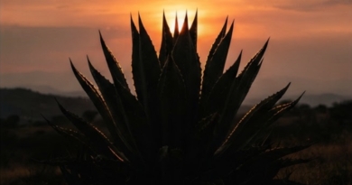 «Copa mundo agave 2026»; donde la excelencia del agave se reconoce.
