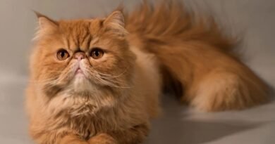El museo del Gato abrirá sus puertas en CDMX el próximo 8 de agosto.