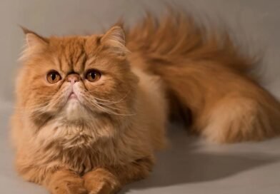 El museo del Gato abrirá sus puertas en CDMX el próximo 8 de agosto.