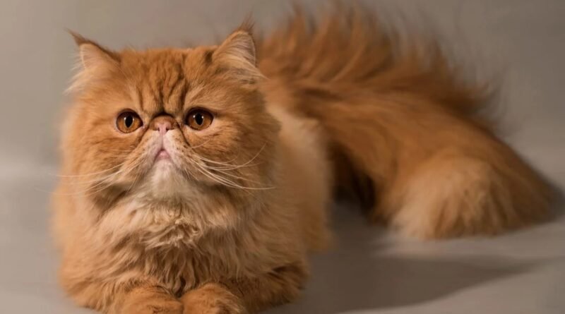 El museo del Gato abrirá sus puertas en CDMX el próximo 8 de agosto.