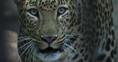 México por la conservación: La naturaleza llega al mercado y también a la pista de baile.