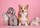 Petco celebrará su aniversario con promociones y actividades especiales para las familias y sus mascotas.
