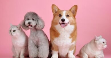 Petco celebrará su aniversario con promociones y actividades especiales para las familias y sus mascotas.