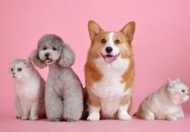 Petco celebrará su aniversario con promociones y actividades especiales para las familias y sus mascotas.
