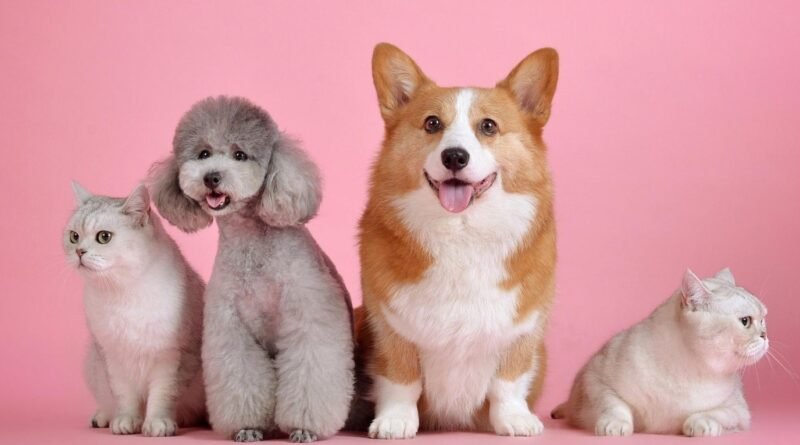Petco celebrará su aniversario con promociones y actividades especiales para las familias y sus mascotas. Petco celebrará su aniversario con promociones y actividades especiales para las familias y sus mascotas.